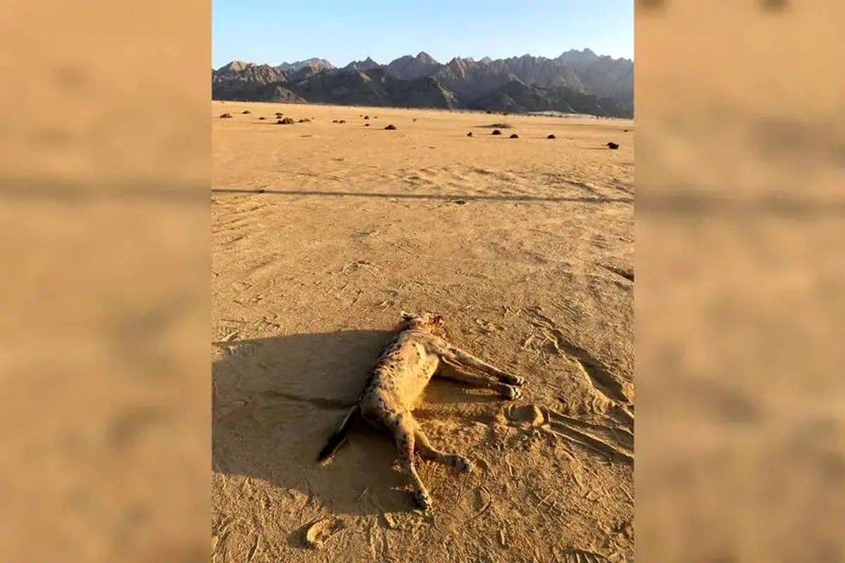 شکارچی منقرض شده به طبیعت برگشت / با وانت تعقیب و کشته شد!