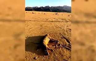 شکارچی منقرض شده به طبیعت برگشت / با وانت تعقیب و کشته شد!