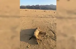 شکارچی منقرض شده به طبیعت برگشت / با وانت تعقیب و کشته شد!