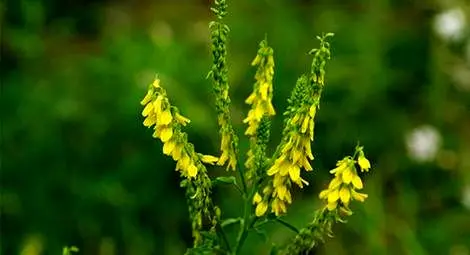 درباره چند خواص شبدر شیرین در رژیم غذایی بیشتر بدانید!