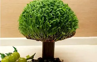 آموزش گام به گام کاشت سبزه توپی با اسفنج