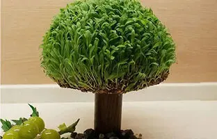آموزش گام به گام کاشت سبزه توپی با اسفنج