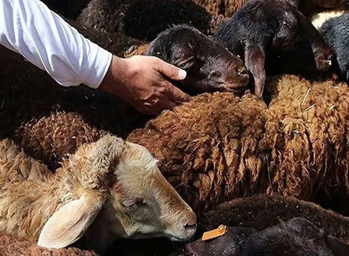 هشدارهای جدی درباره ذبح دام در عید قربان/ گوشت قربانی را ۲۴ ساعت در یخچال قرار دهید