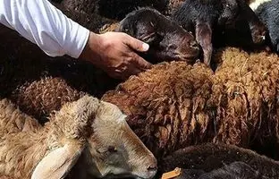 هشدارهای جدی درباره ذبح دام در عید قربان/ گوشت قربانی را ۲۴ ساعت در یخچال قرار دهید