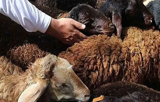هشدارهای جدی درباره ذبح دام در عید قربان/ گوشت قربانی را ۲۴ ساعت در یخچال قرار دهید
