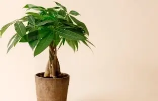 گیاه پاچیرا چگونه گیاهی است ؛ درخت پول در خانه شما