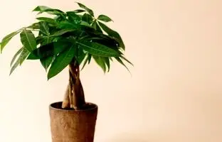 گیاه پاچیرا چگونه گیاهی است ؛ درخت پول در خانه شما