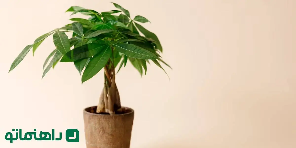 گیاه پاچیرا چگونه گیاهی است ؛ درخت پول در خانه شما