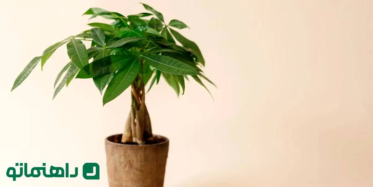 گیاه پاچیرا چگونه گیاهی است ؛ درخت پول در خانه شما