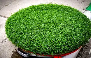 چگونه در سه روز سبزه عید خود را آماده کنیم؟