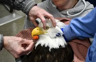  نجات شجاعانه عقاب سرسفید از دریاچه پر از تمساح + ویدئو