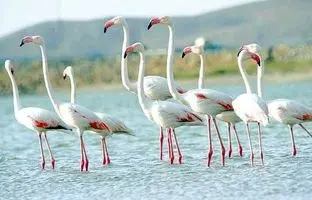 ورود فلامینگوها به زریوار/ تالاب مریوان نگینی در شمال غرب کشور
