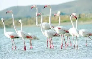 ورود فلامینگوها به زریوار/ تالاب مریوان نگینی در شمال غرب کشور
