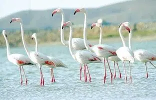 ورود فلامینگوها به زریوار/ تالاب مریوان نگینی در شمال غرب کشور
