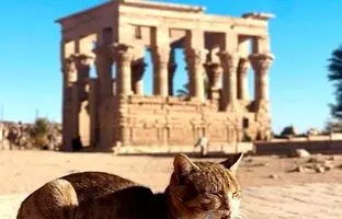 حکمرانی گربه‌ها در میراث مقدس فراعنه