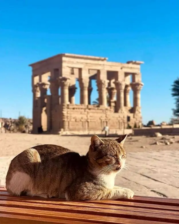 حکمرانی گربه‌ها در میراث مقدس فراعنه