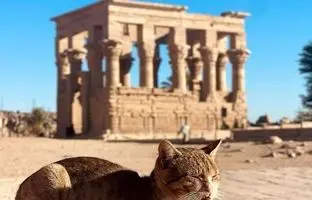 حکمرانی گربه‌ها در میراث مقدس فراعنه