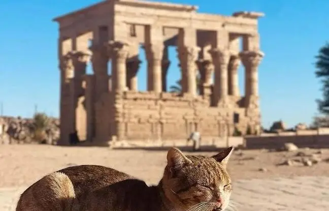 حکمرانی گربه‌ها در میراث مقدس فراعنه