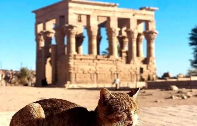 حکمرانی گربه‌ها در میراث مقدس فراعنه