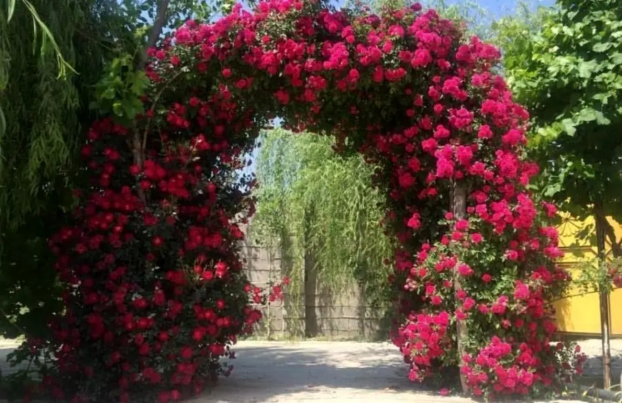 روش نگهداری و پرورش گل رز رونده