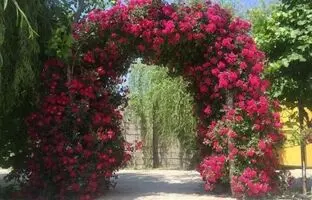 روش نگهداری و پرورش گل رز رونده