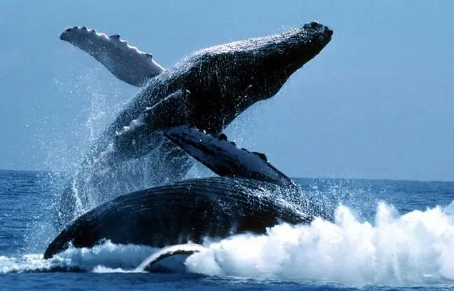 
رازی که باید بدانید؛ دلیل پریدن نهنگ‌ها از آب چیست؟
