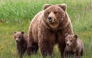 حضور غیرمنتظره خرس در روستای شابیل مشکین‌شهر + ویدئو