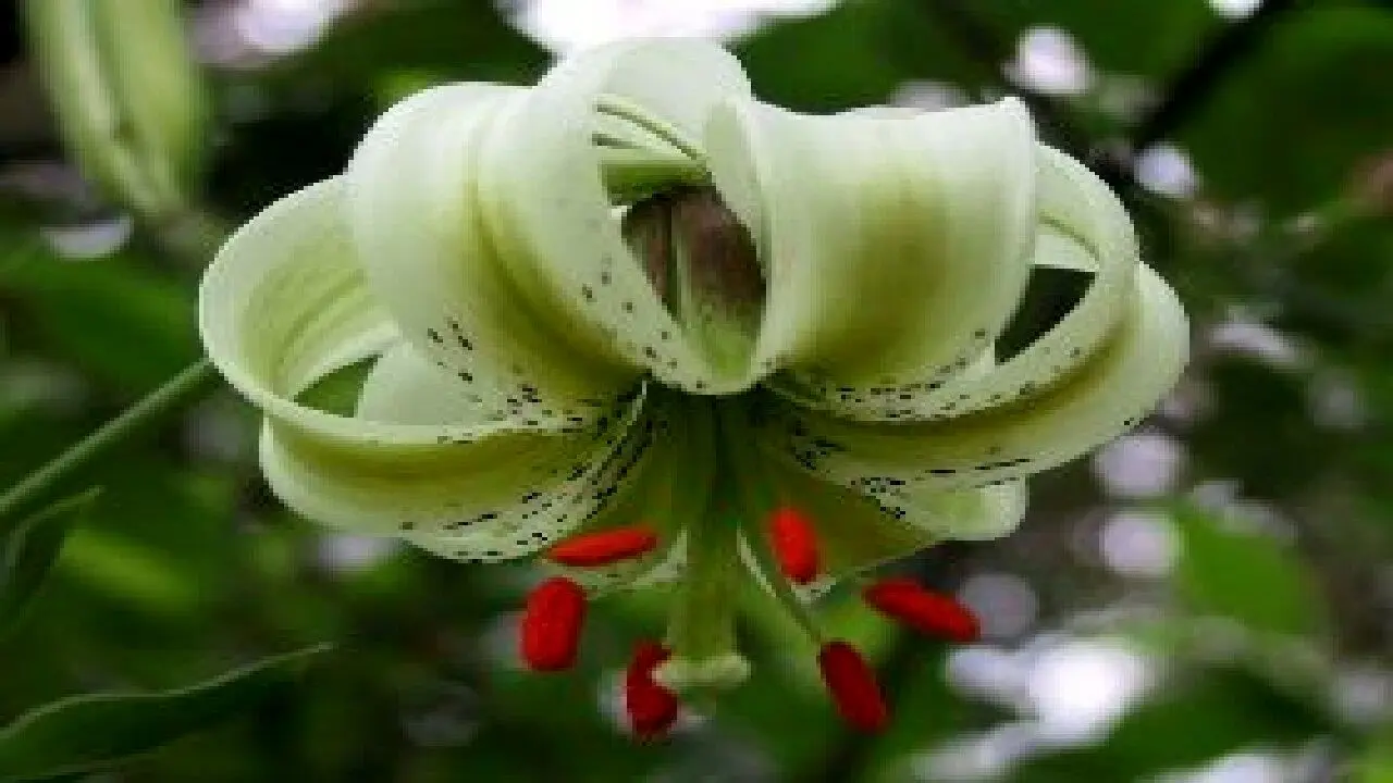 کمیاب‌ترین گل جهان در ایران رشد می کند | کندن این گل جرم دارد‍!