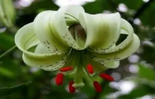 کمیاب‌ترین گل جهان در ایران رشد می کند | کندن این گل جرم دارد‍!