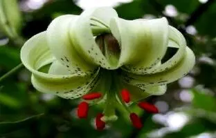 کمیاب‌ترین گل جهان در ایران رشد می کند | کندن این گل جرم دارد‍!