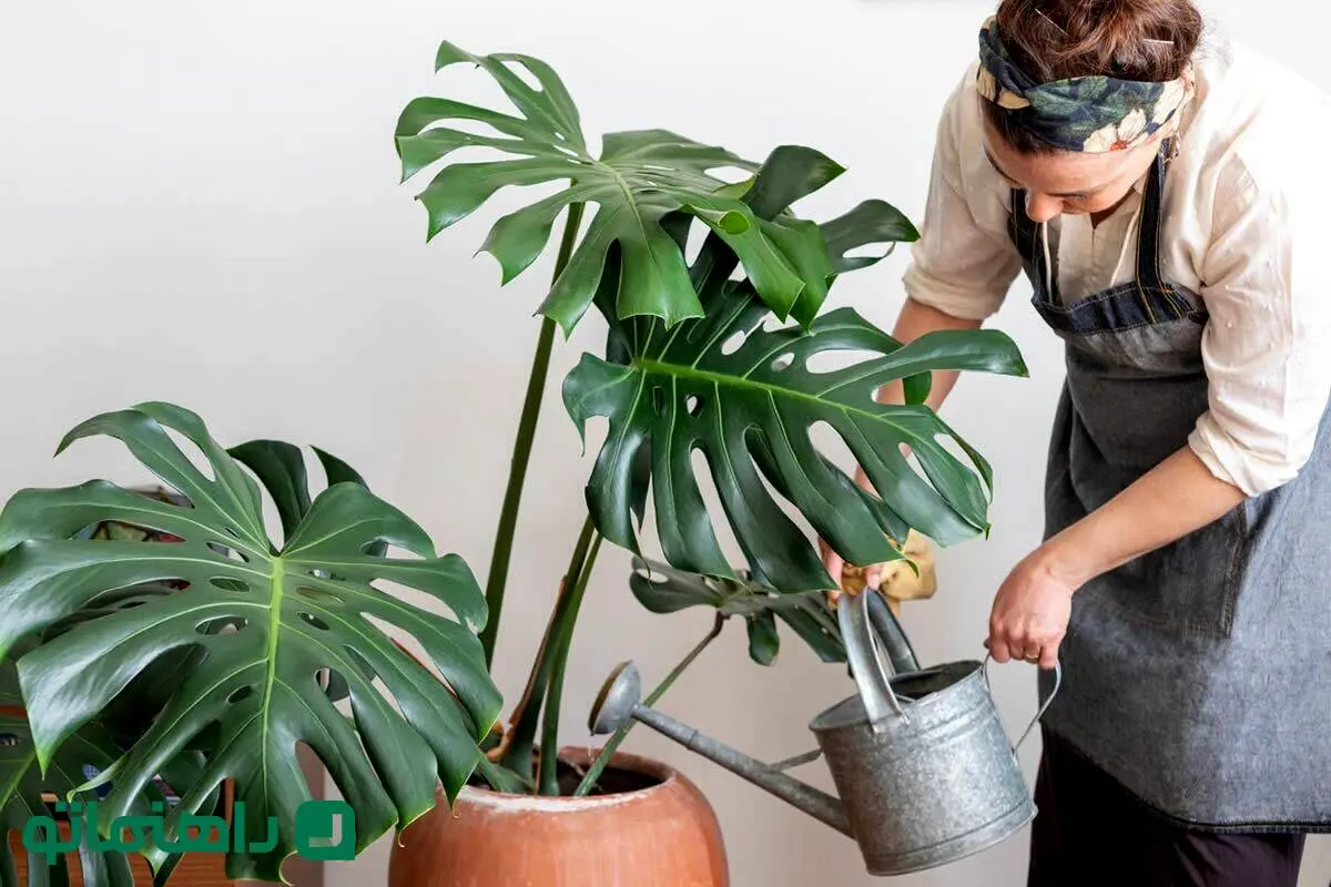 چگونه گیاه برگ انجیری یا مونسترا را هرس کنیم؟
