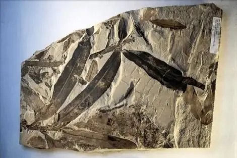 فسیل ۴۷ میلیون ساله یک «گیاه بیگانه» در یوتا کشف شد + عکس