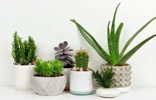 دفع انرژی‌های منفی؛ امسال حتما این 3 گیاه رو بزار تو خونه‌ت