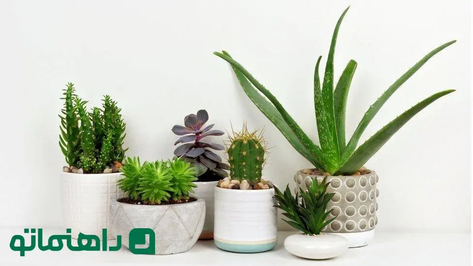 دفع انرژی‌های منفی؛ امسال حتما این 3 گیاه رو بزار تو خونه‌ت