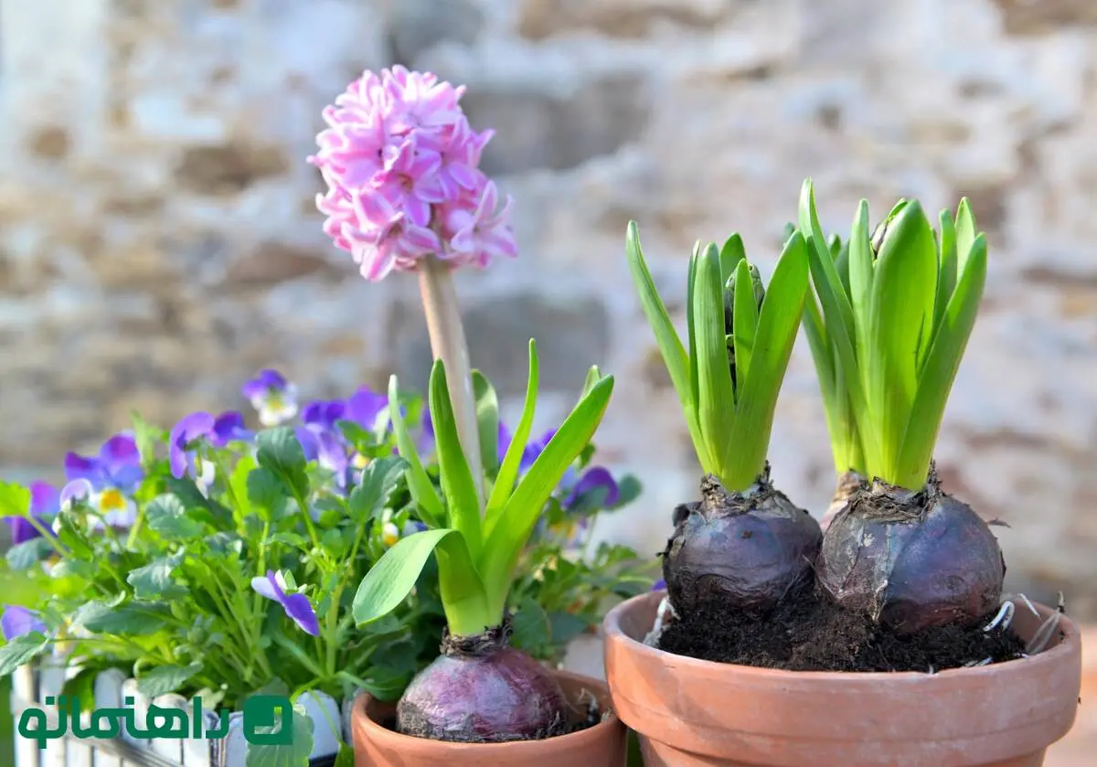 با گلها به استقبال عید بروید؛ ۱۰ گل رنگارنگ برای کاشت در اسفند