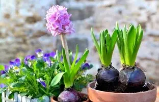 با گلها به استقبال عید بروید؛ ۱۰ گل رنگارنگ برای کاشت در اسفند