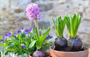 با گلها به استقبال عید بروید؛ ۱۰ گل رنگارنگ برای کاشت در اسفند