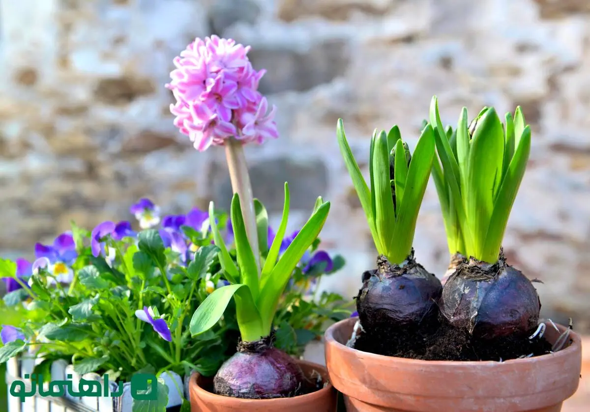 با گلها به استقبال عید بروید؛ ۱۰ گل رنگارنگ برای کاشت در اسفند
