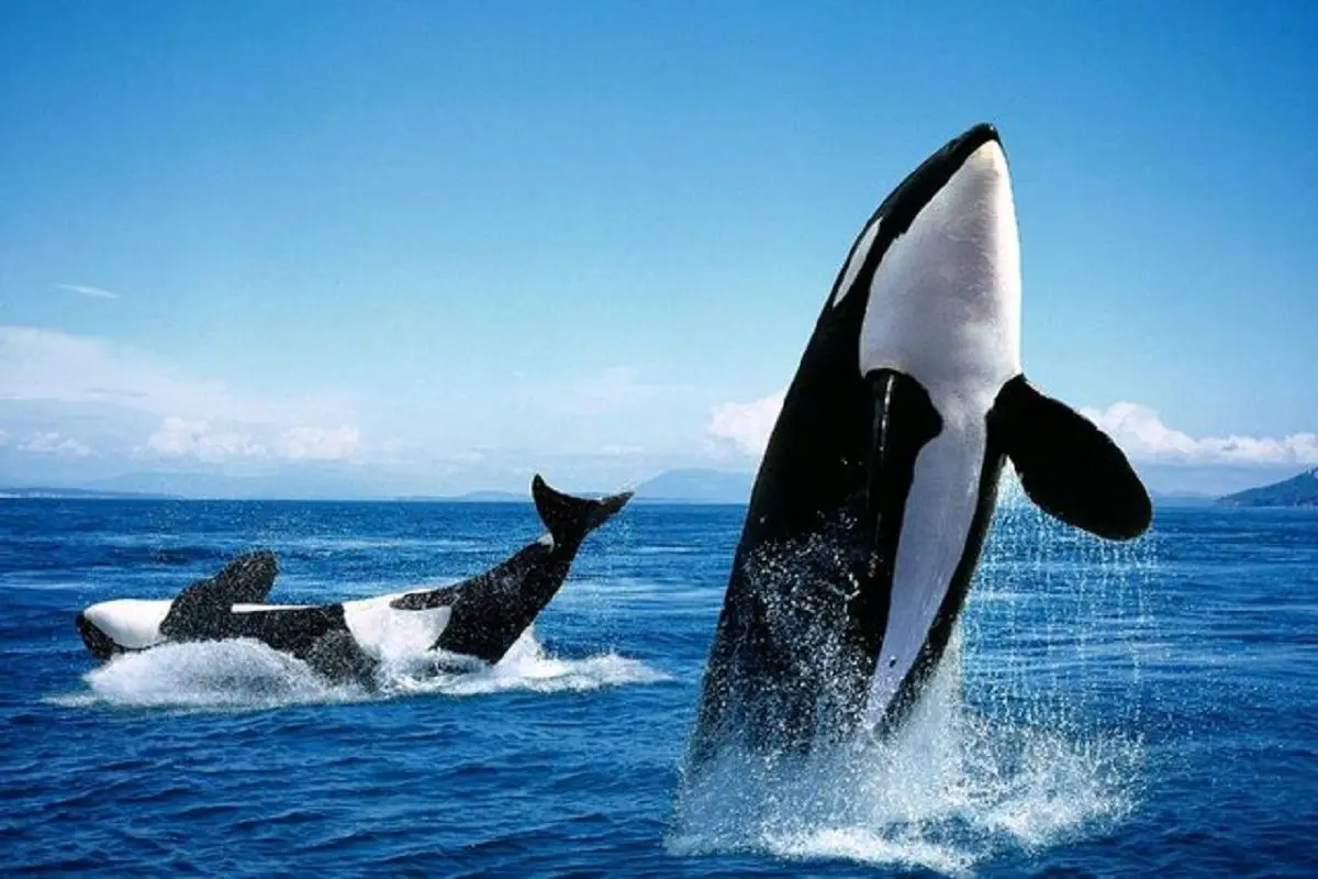 روتین پوستی عجیب نهنگ‌های قاتل، پژوهشگران را شگفت‌زده کرد