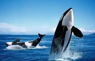 روتین پوستی عجیب نهنگ‌های قاتل، پژوهشگران را شگفت‌زده کرد