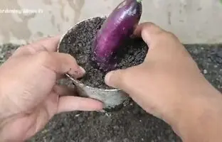 روشی جالب و ساده برای کاشت و برداشت بادمجان در خانه + ویدئو