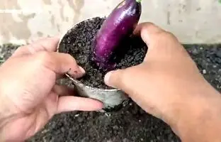 روشی جالب و ساده برای کاشت و برداشت بادمجان در خانه + ویدئو