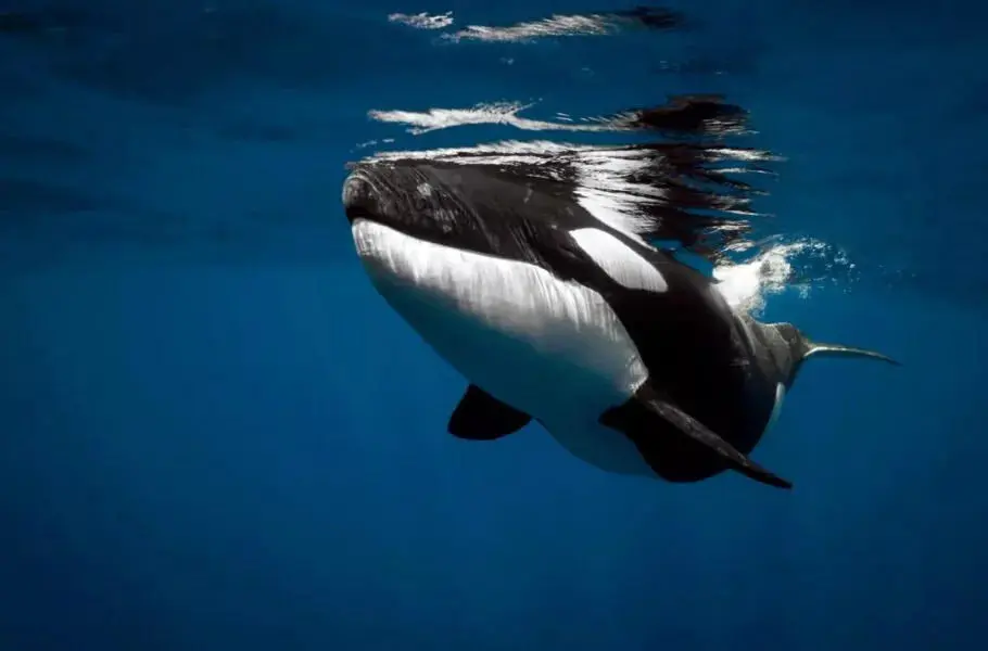 مطالعه جدید برای اولین بار نشان داد: تعارف غذا به انسان‌ها توسط نهنگ‌های قاتل