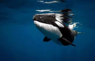 مطالعه جدید برای اولین بار نشان داد: تعارف غذا به انسان‌ها توسط نهنگ‌های قاتل