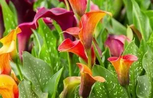روش کاشت، تکثیر و نگهداری گل شیپوری هلندی
