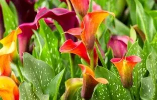 روش کاشت، تکثیر و نگهداری گل شیپوری هلندی
