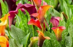 روش کاشت، تکثیر و نگهداری گل شیپوری هلندی
