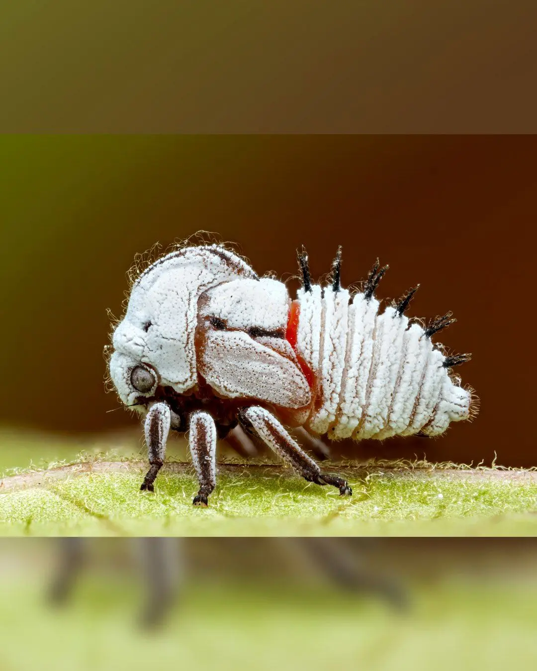 یکی از متفاوت ترین موجوداتی که در مکزیک پیدا می شود! + عکس