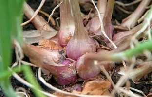 کاشت پیاز موسیر در گلدان 