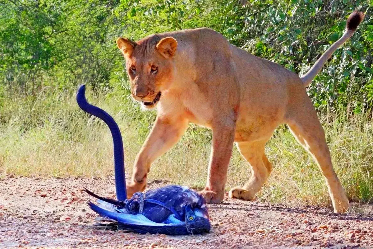 نبرد حماسی عقاب، مامبای سیاه و شیرها در حیات وحش + ویدئو